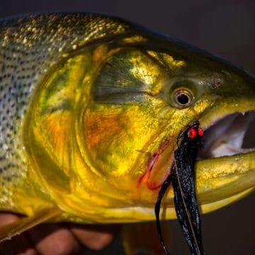 Golden dorado, Aardvark McLeod, dorado fishing Argentina, Estancia Laguna Verde, fly fishing argentina, dorado river cruiser, dorado fishing mothership, dorado fishing buenos aires, brett o’connor, dorado fishing with fly, dorado river cruiser mothership