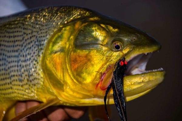 Golden dorado, Aardvark McLeod, dorado fishing Argentina, Estancia Laguna Verde, fly fishing argentina, dorado river cruiser, dorado fishing mothership, dorado fishing buenos aires, brett o’connor, dorado fishing with fly, dorado river cruiser mothership