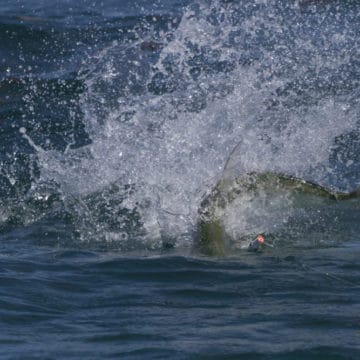 Fly Fishing Australia, Exmouth Australia, Ningaloo Reef Australia, Fishing Guide Australia, Queenfish Australia, Peter Morse Australia, Great Fishing Adventures of Australia