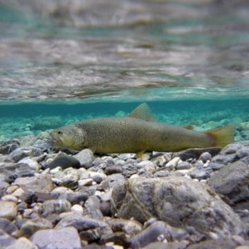 Slovenia, fly fishing Slovenia, dry fly fishing Slovenia, trout fishing Slovenia, Marble Trout Slovenia, Fly Fishing Guide Slovenia