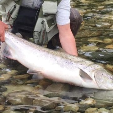 Gaula River Norway, Norwegian Fly Fishers Club Norway, NFC Norway, Atlantic salmon Norway, Salmon Fly Fishing Norway