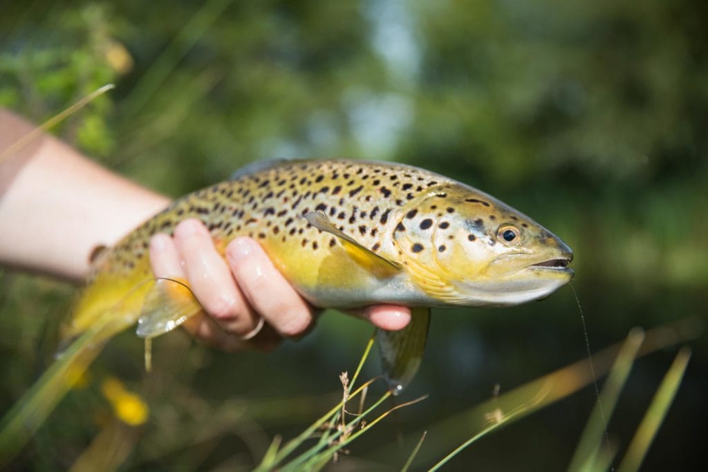 Mayfly 2020 availability, River Anton, Hampshire, Chalkstream, Aardvark McLeod