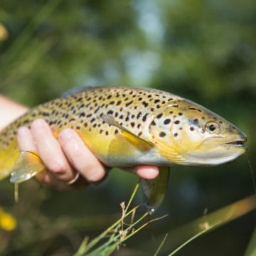 Mayfly 2020 availability, River Anton, Hampshire, Chalkstream, Aardvark McLeod