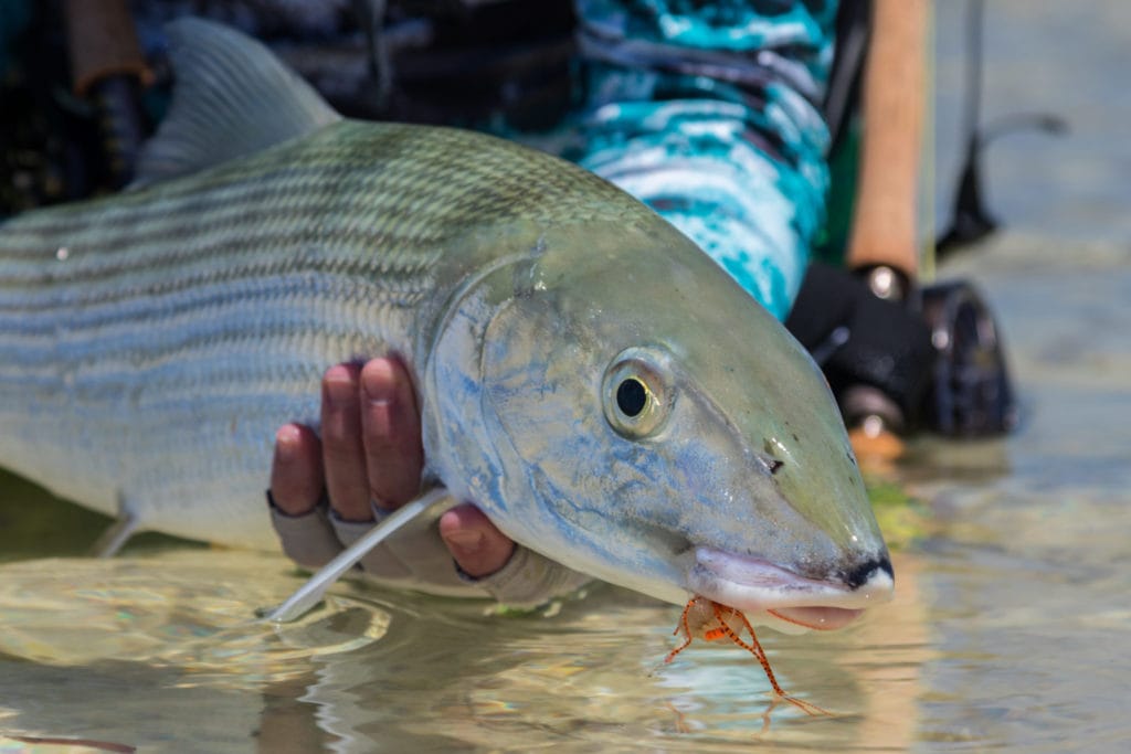 Bonefish, Providence Atoll, Seychelles, Aardvark McLeod