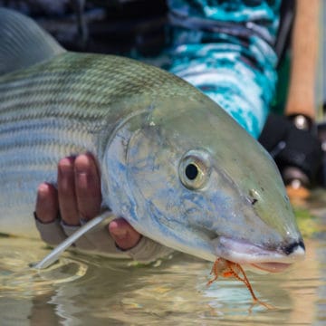 Bonefish, Providence Atoll, Seychelles, Aardvark McLeod