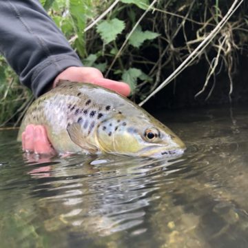 River Frome, brown trout fishing, grayling fishing, chalkstream fishing, Aardvark McLeod