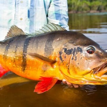 Rio marie, rio de gigantes, fishing brazil, peacock bass, matt harris, untamed angling, aardvark mcleod, fishing jungle, fly fishing peacock bass, peacock bass flies, fishing manaus, fishing amazon