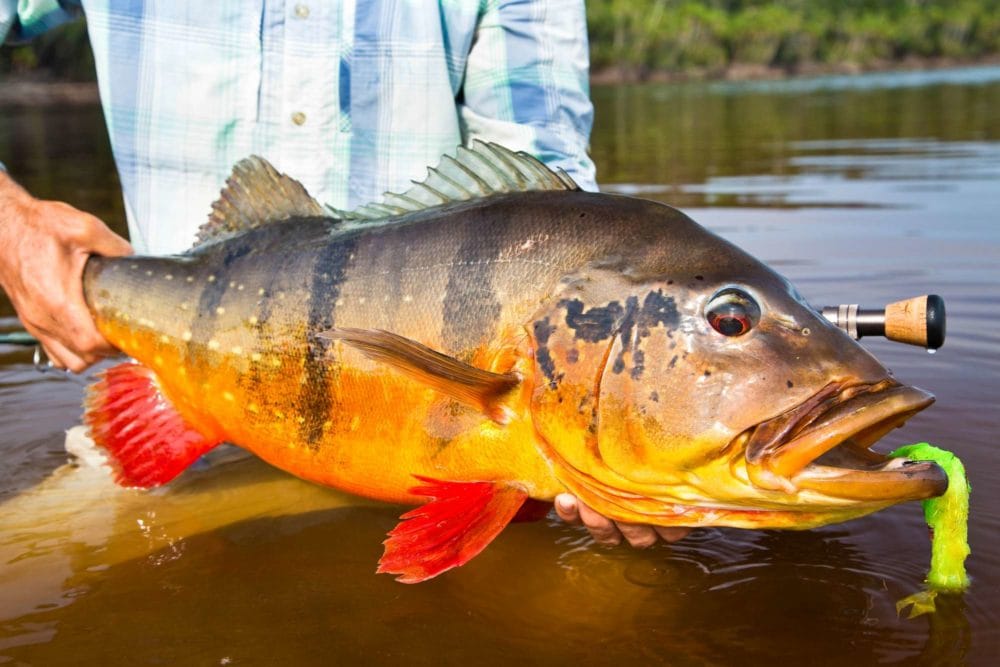 Rio marie, rio de gigantes, fishing brazil, peacock bass, matt harris, untamed angling, aardvark mcleod, fishing jungle, fly fishing peacock bass, peacock bass flies, fishing manaus, fishing amazon