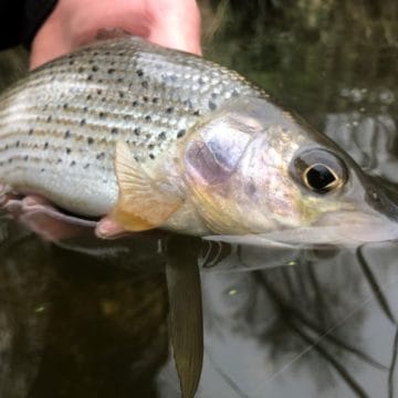 chalkstream fly fishing, Grayling, UK fishing Guide, river fishing, Aardvark McLeod