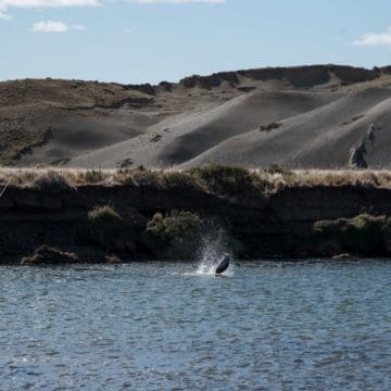 Argentina, Sea Trout, Villa Maria, Rio Grande, Aardvark McLeod, Tierra del Fuego, huge sea trout, sea trout flies, fishing sea trout argentina, tdf, villa maria lodge, sea run brown trout, nervous waters, Rio Menendez