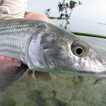 Andros South, Bahamas, Aardvark McLeod