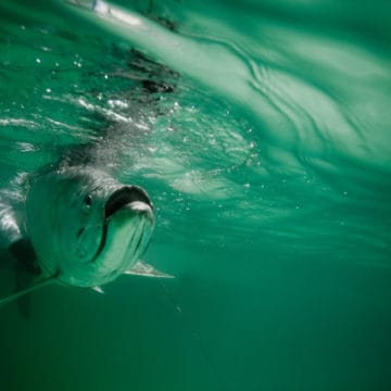 El Pescador Belize, Belize fishing, family, Aardvark McLeod Belize, Belize tarpon, tarpon fishing Belize