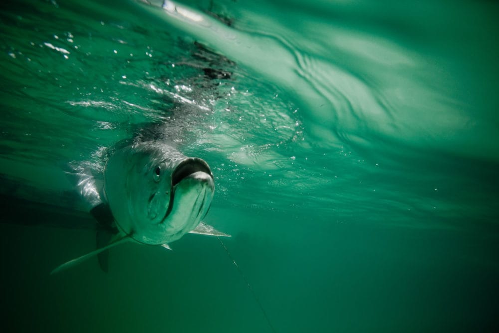 El Pescador Belize, Belize fishing, family, Aardvark McLeod Belize, Belize tarpon, tarpon fishing Belize