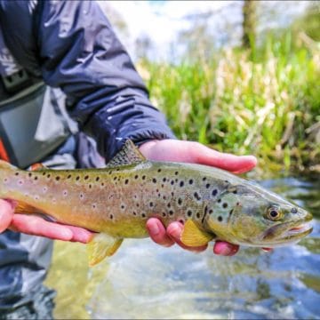 River Lambourn Chalkstream fly fishing, Dry Fly Fishing, Alex Jardine, Aardvark McLeod Dry Fly Fishing