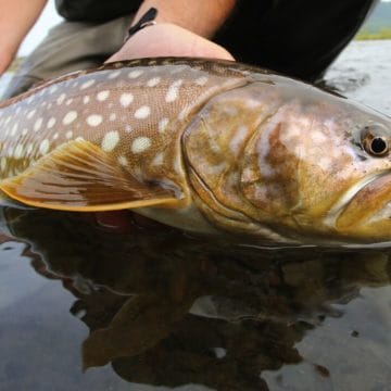 Zhupanova Kamchatka Trout fishing, Russia