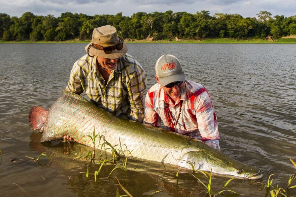 Brazil fly fishing, arapaima fishing, amazon river, Pirarucu lodge