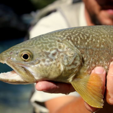 Slovenia, trout, marble trout, grayling