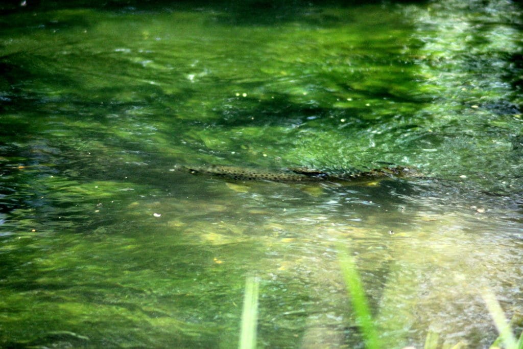 Dry Fly Fishing, Alex Jardine, Aardvark McLeod Dry Fly Fishing