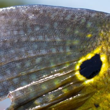 Kendjam, Brazil, Amazon, Fly Fishing