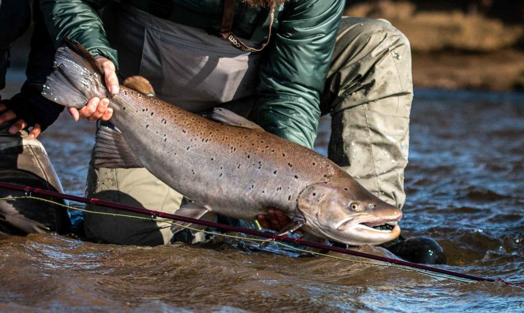 Kau Tapen, Sea Trout, Rio Grande, Aardvark McLeod