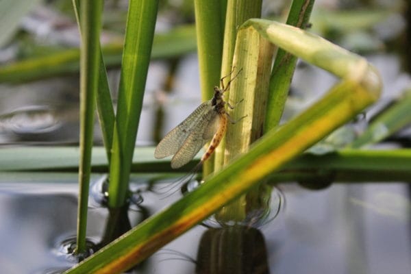 Mayfly, chalkstream fishing, Aardvark McLeod