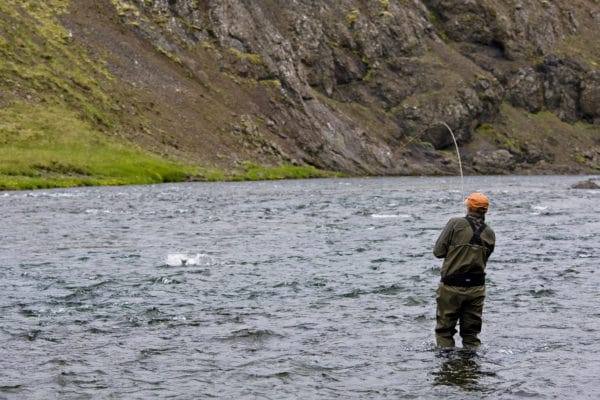 Atlantic salmon, Nordura, Iceland, Aardvark McLeod