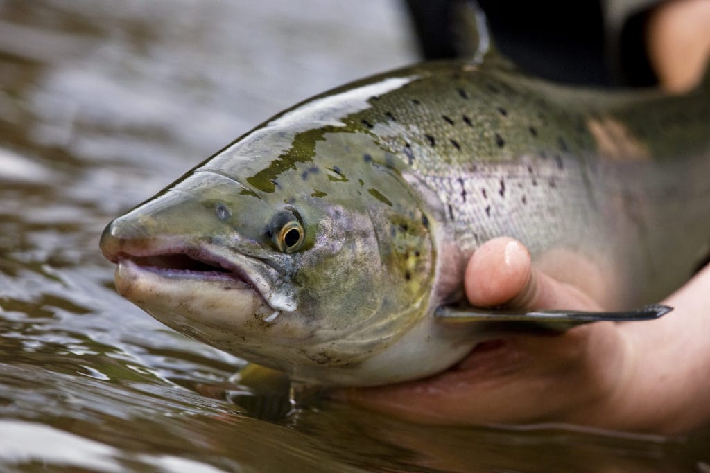 Atlantic salmon, Nordura, Iceland, Aardvark McLeod