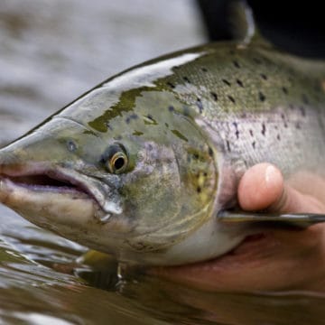 Atlantic salmon, Nordura, Iceland, Aardvark McLeod