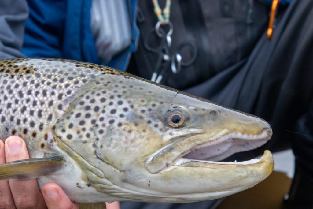 Laxa I Kjos, sea trout, Iceland, Aardvark McLeod