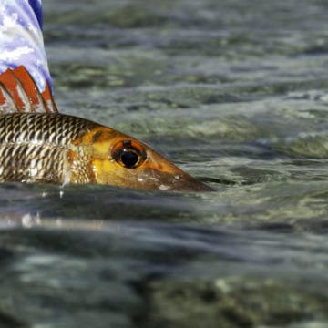 Fly Fishing Australia, Great Barrier Reef Australia, Hamilton Island Australia, Qualia Resort Hamilton Island Australia, Fishing Guide Australia, Renegade Fishing Australia, Great Fishing Adventures of Australia