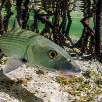 Delphi Club The Bahamas, Abaco Island The Bahamas, bonefishing The Bahamas, Aardvark McLeod The Bahamas