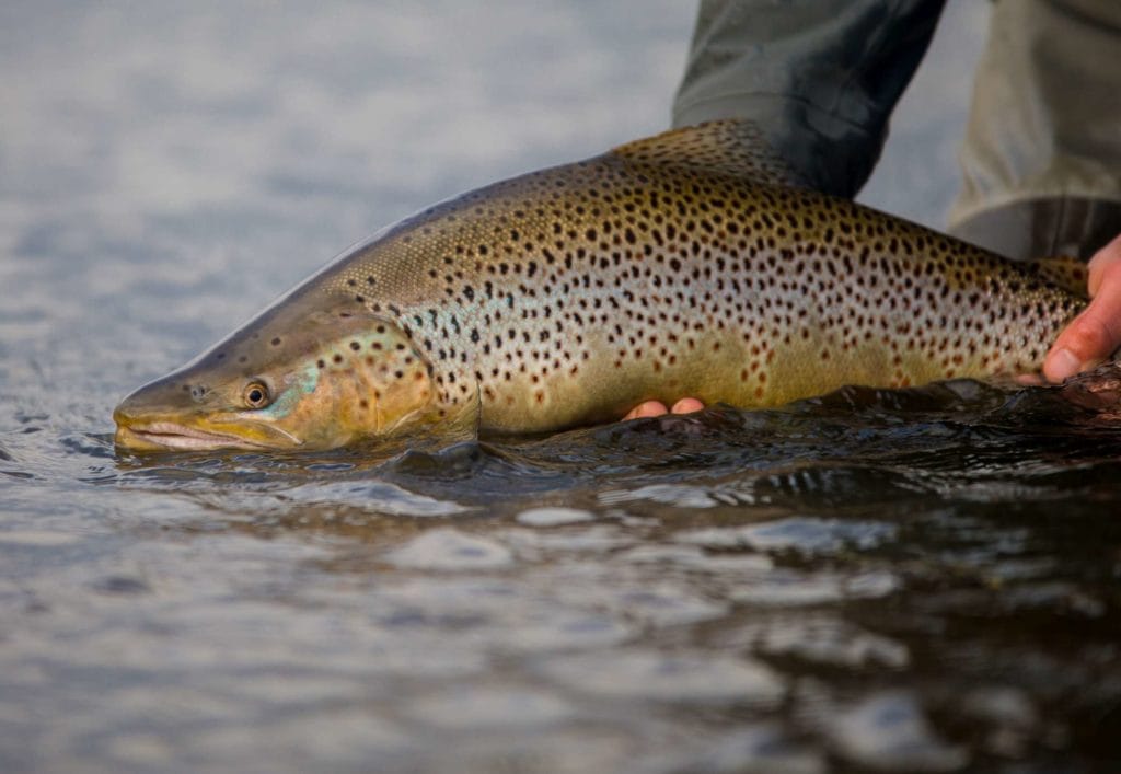 Kau tapen lodge, sea trout fishing, tierra del fuego, rio grande, rio grande sea trout, nervous waters, aardvark mcleod, rio menendez