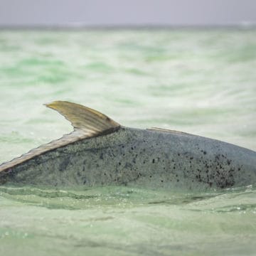 Alphonse Island, Giant Trevally, Aardvark McLeod