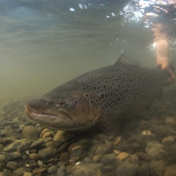 Estancia Maria Behety, Sea Trout, Rio Grande, Aardvark McLeod