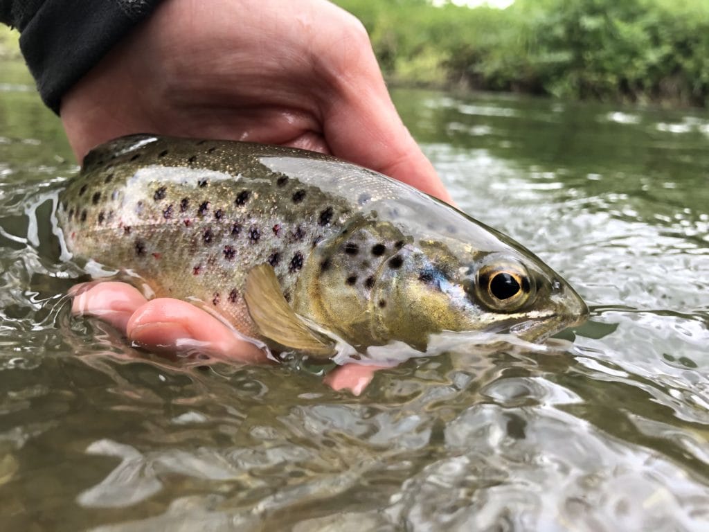 Westfair, River Anton, Aardvark McLeod