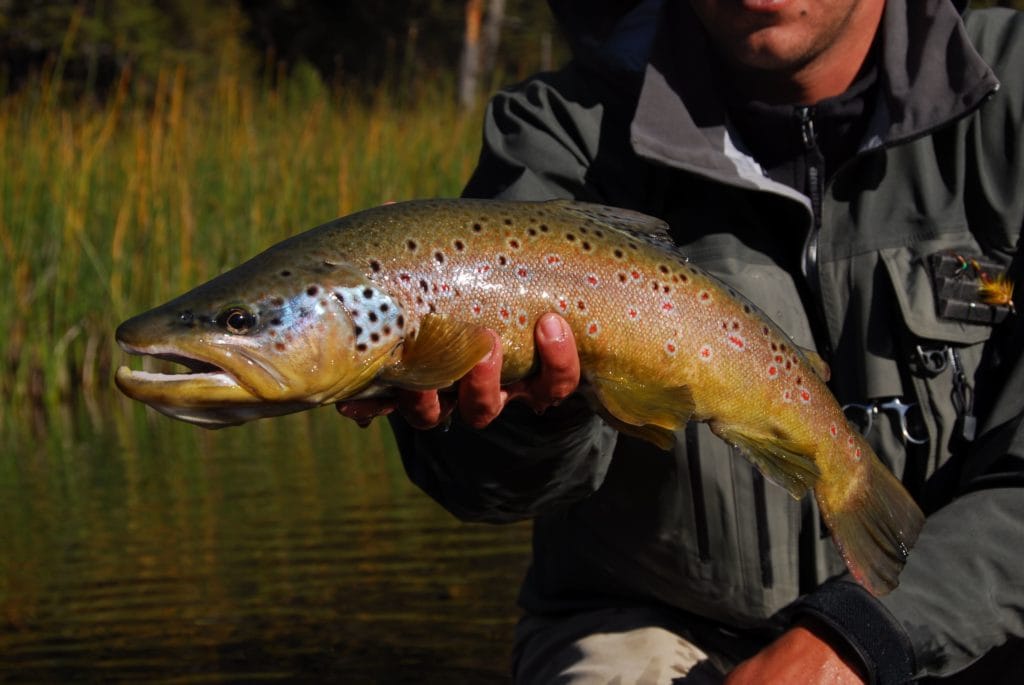 Argentina, Rio Manso, Brown Trout, Aardvark McLeod