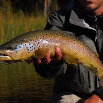 Argentina, Rio Manso, Brown Trout, Aardvark McLeod