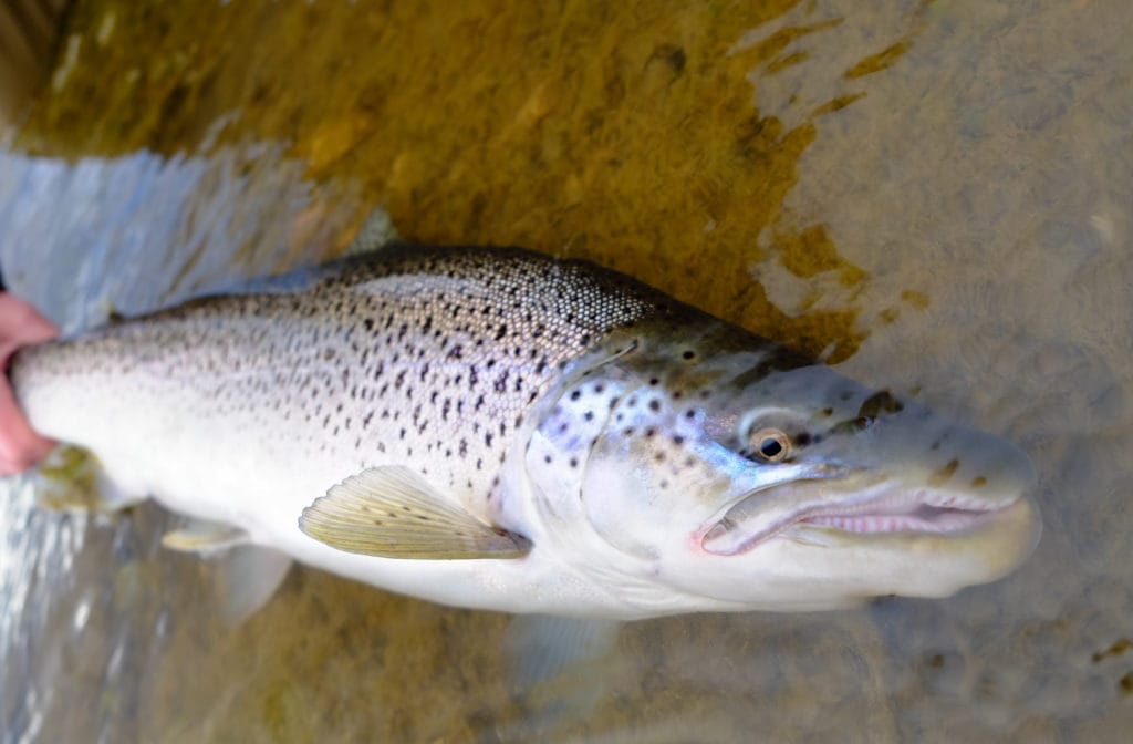 Kau tapen lodge, sea trout fishing, tierra del fuego, rio grande, rio grande sea trout, nervous waters, aardvark mcleod, rio menendez