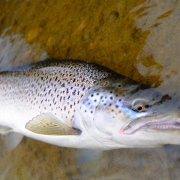 Kau tapen lodge, sea trout fishing, tierra del fuego, rio grande, rio grande sea trout, nervous waters, aardvark mcleod, rio menendez