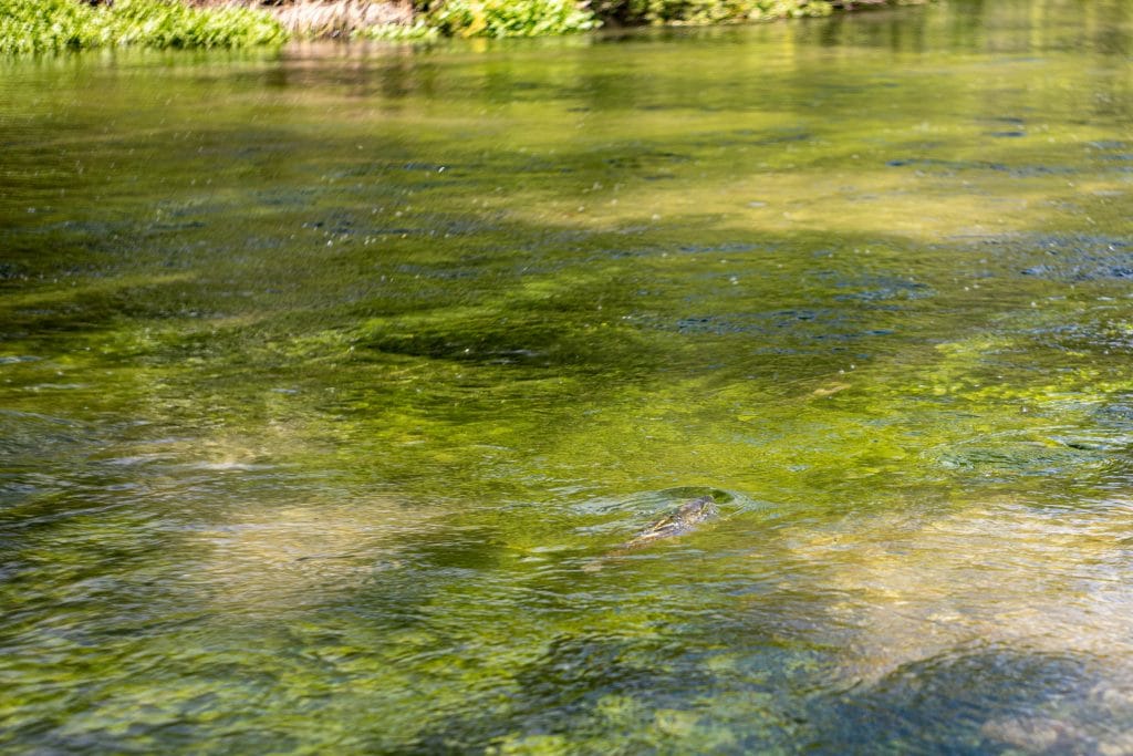 Brown trout, River Test, Tufton, Aardvark McLeod