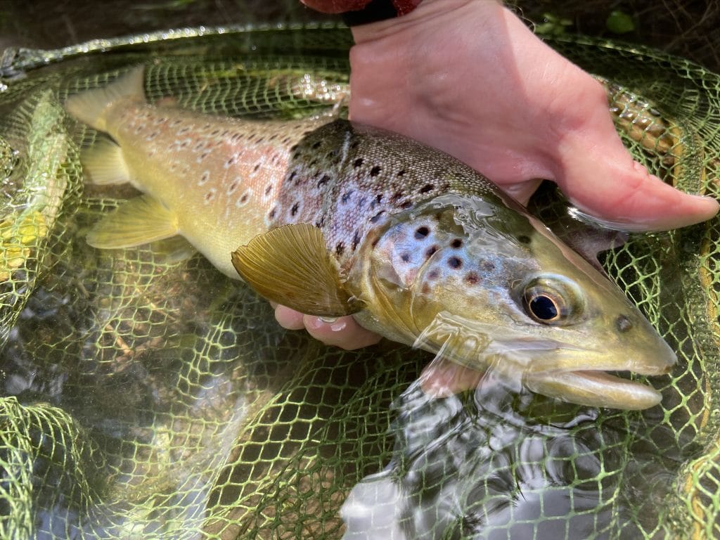 River Avon chalkstream fly fishing, Aardvark McLeod chalkstream fly fishing