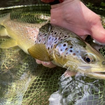 River Avon chalkstream fly fishing, Aardvark McLeod chalkstream fly fishing