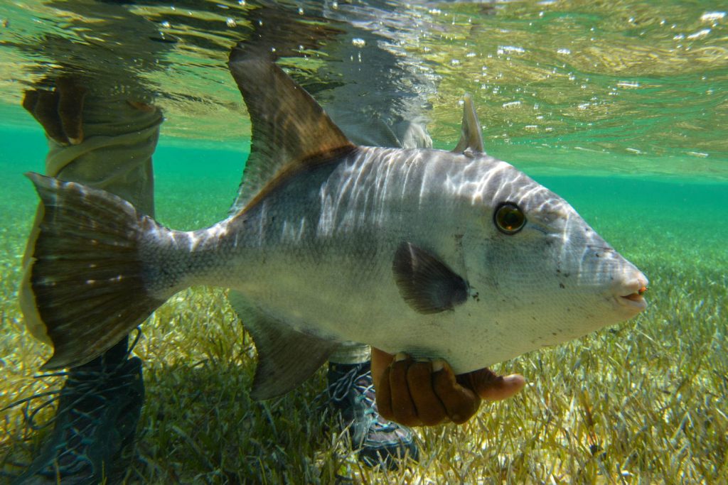 Triggerfish, Crooked Island, Bahamas, Aardvark McLeod