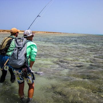 Triggerfish, Nubian Flats, Aardvark McLeod
