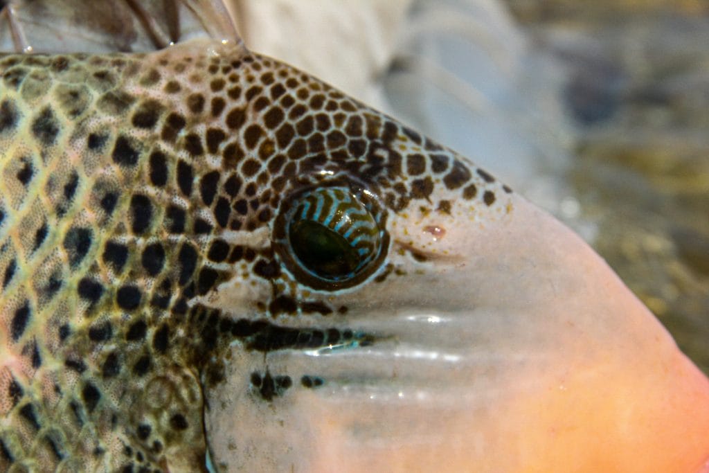 Triggerfish, Nubian Flats, Aardvark McLeod