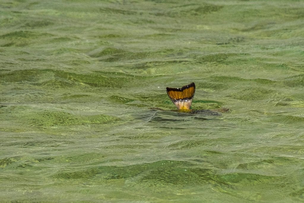 Triggerfish, Nubian Flats, Aardvark McLeod