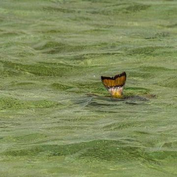 Triggerfish, Nubian Flats, Aardvark McLeod