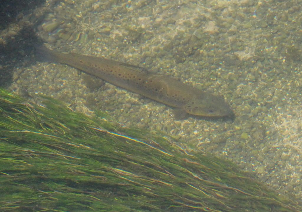 Chalkstream Fishing, River Anton, Aardvark McLeod