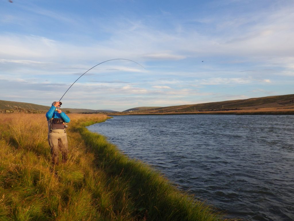 Laxardal, large brown trout, Iceland, Aardvark McLeod