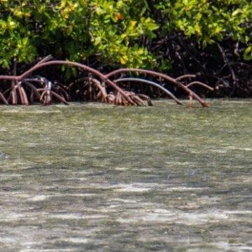 Turneffe Atoll, Belize, saltwater fishing, Aardvark Mcleod